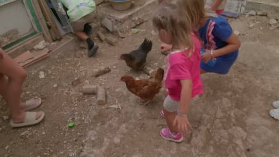 Jelies & Gnodde: Grote Gezinnen Emigreren: Familie Jelies neemt kippen