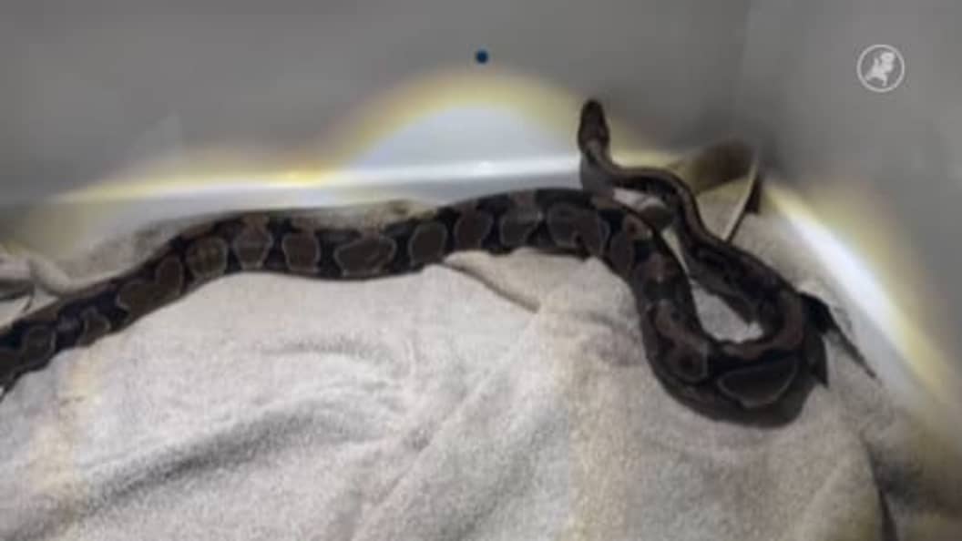 Hart van Nederland - Late Editie